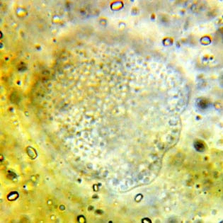 Amoeba proteus