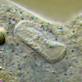 Amoeba proteus