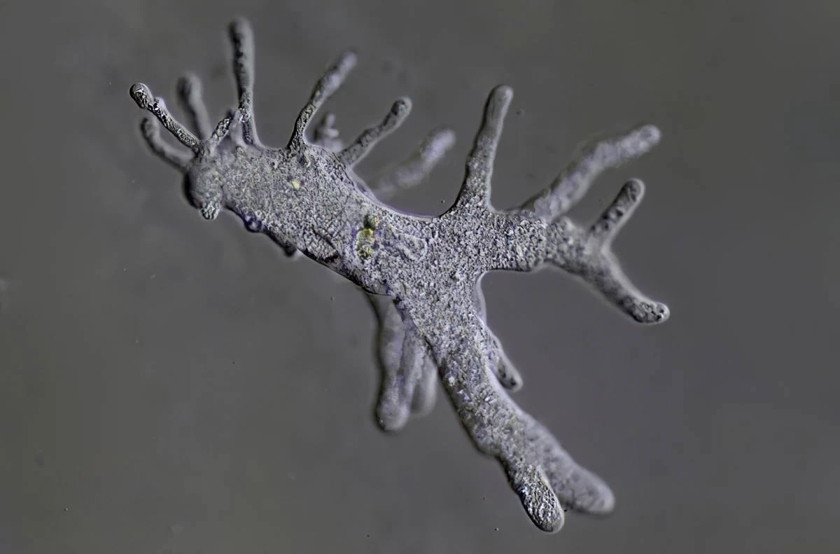 Amoeba proteus