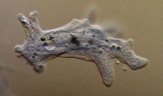 Amoeba proteus