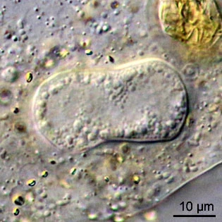 Amoeba proteus