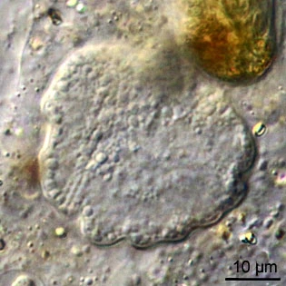 Amoeba proteus