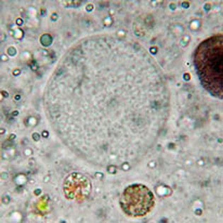 Amoeba proteus