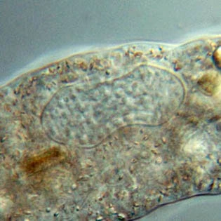 Amoeba proteus