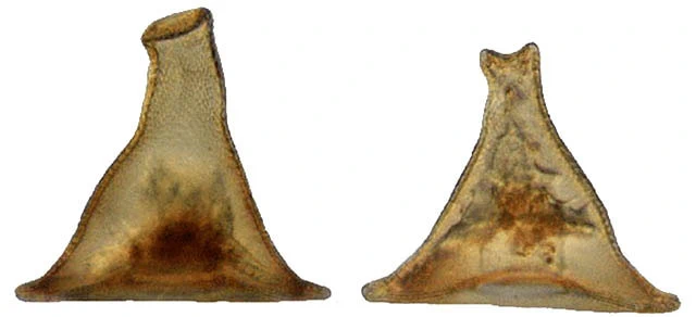 Arcella gandalfi