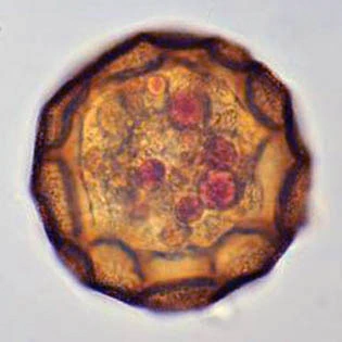 Arcella gibbosa Penard, 1890
