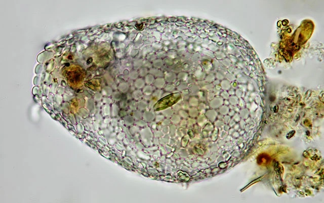 Argynnia dentistoma