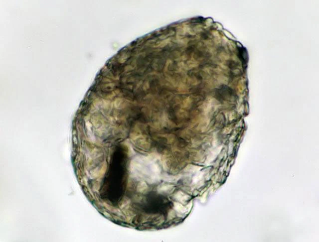 Argynnia dentistoma