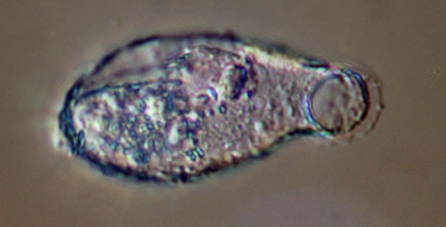Campascus minutus