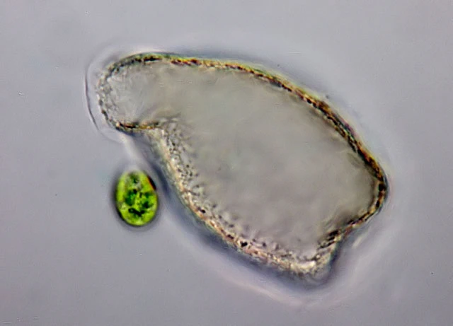Campascus minutus