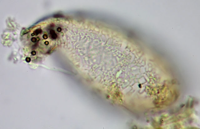 Campascus minutus