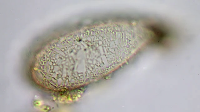Campascus minutus