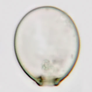 Cryptodifflugia oviformis