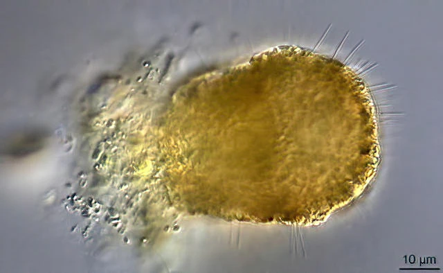 Diaphoropodon mobile