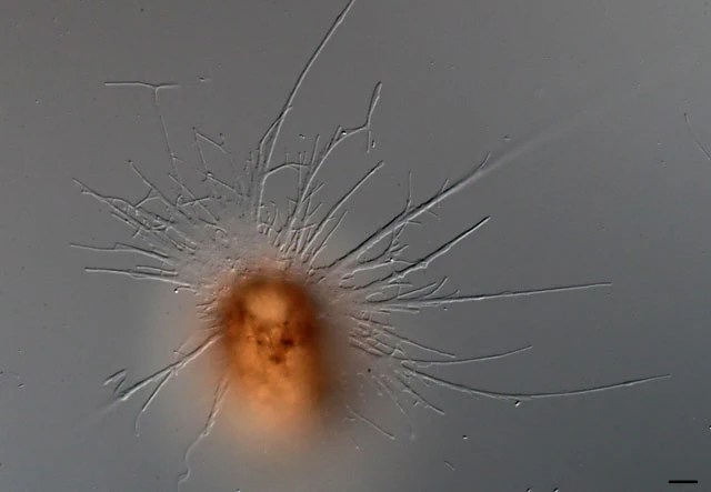 Diaphoropodon mobile