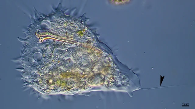 Dinamoeba mirabilis