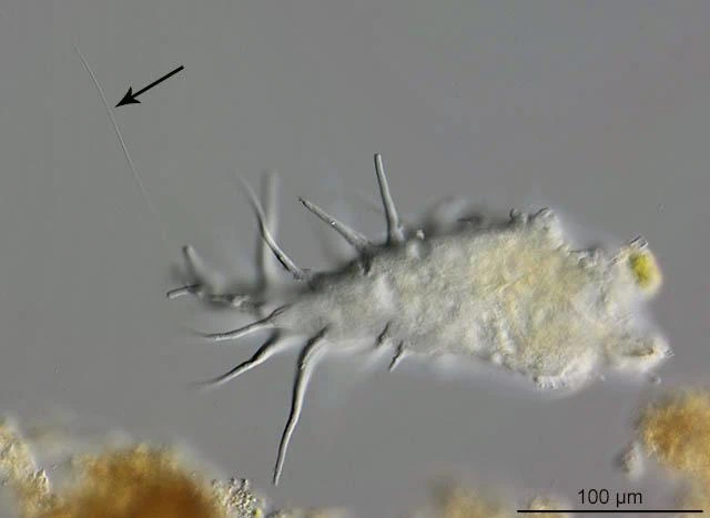 Dinamoeba mirabilis
