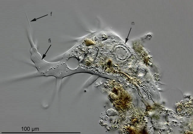 Dinamoeba mirabilis