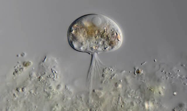 Frenzelina