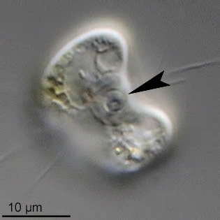Frenzelina