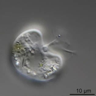 Frenzelina
