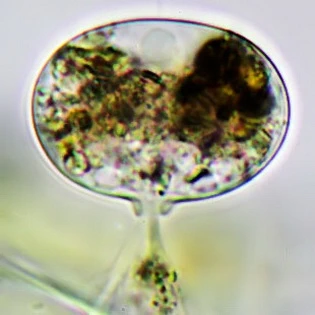 Frenzelina