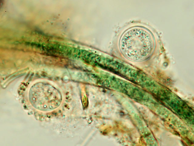 Frenzelina