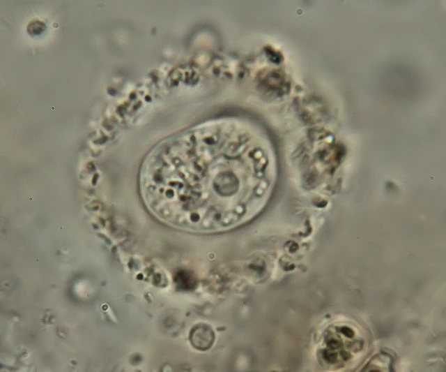 Frenzelina
