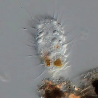 Lecythium spinosum
