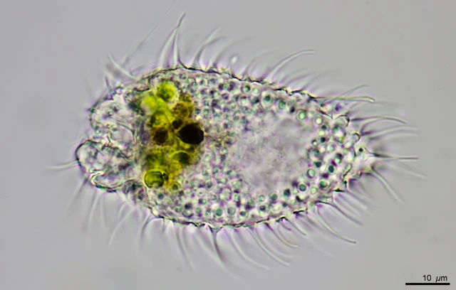 Lecythium spinosum