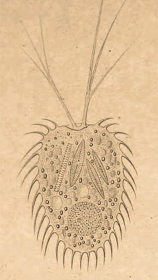 Lecythium spinosum Lauterborn