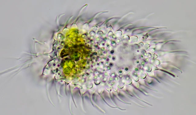 Lecythium spinosum