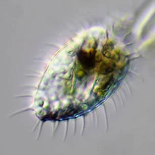 Lecythium spinosum
