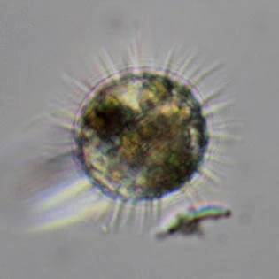 Lecythium spinosum