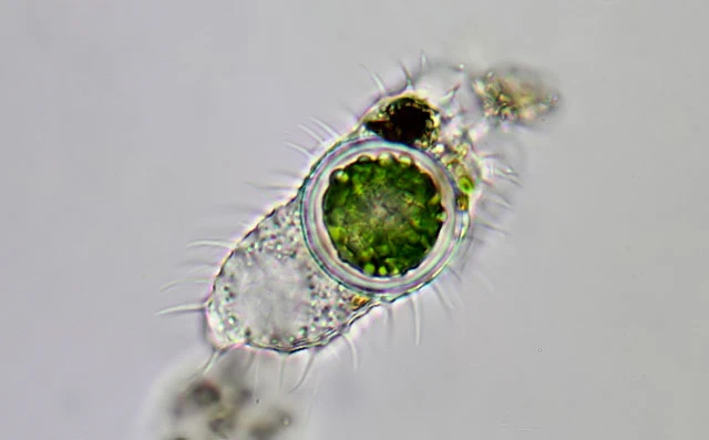 Lecythium spinosum