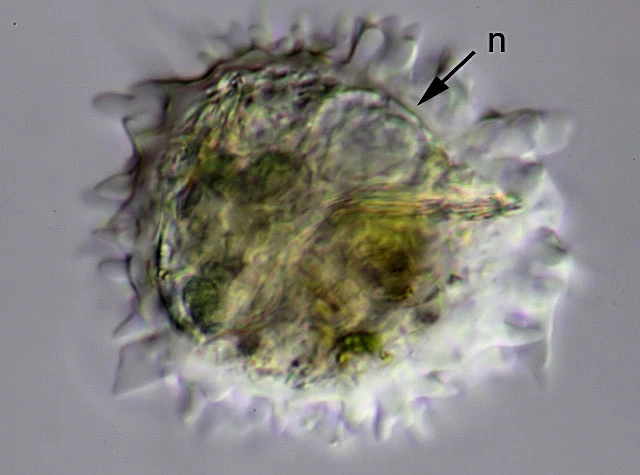 Mastigamoeba aspera