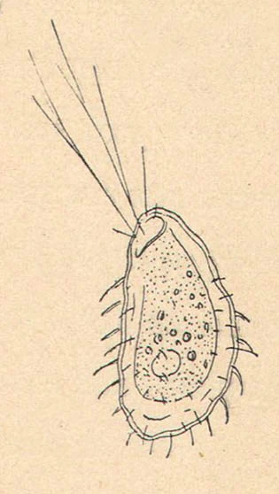 Pamphagus armatus