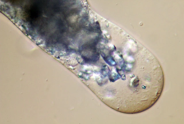 Pelomyxa palustris