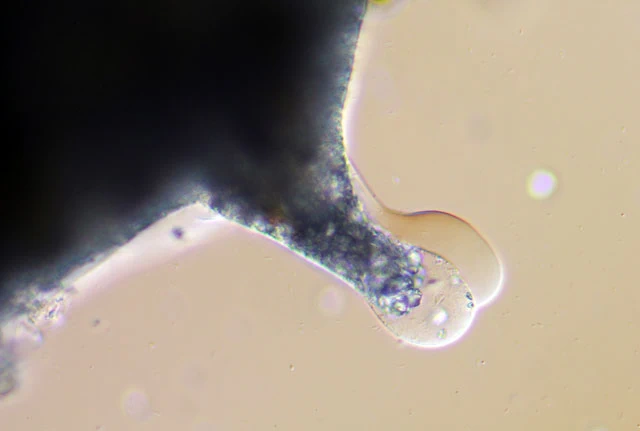Pelomyxa palustris