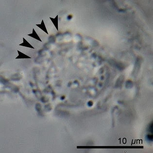 Pelomyxa palustris