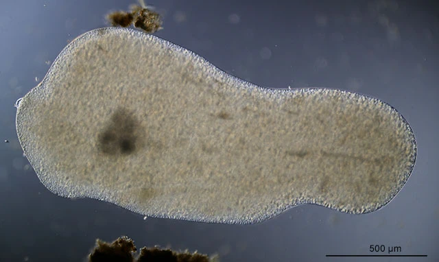 Pelomyxa palustris