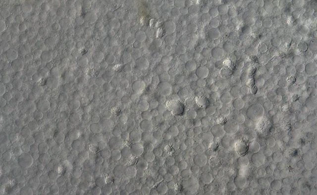 Pelomyxa palustris