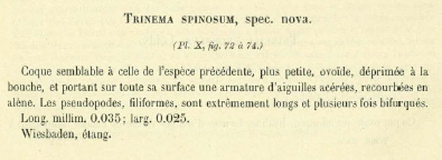 Lecythium spinosum