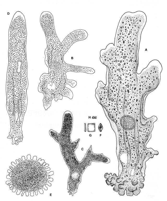 Amoeba proteus
