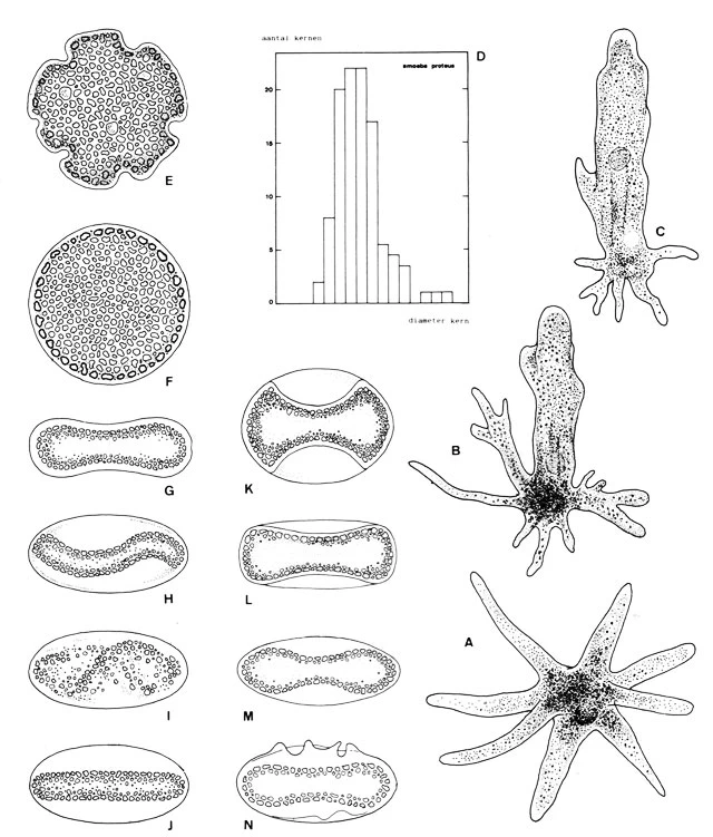 Amoeba proteus