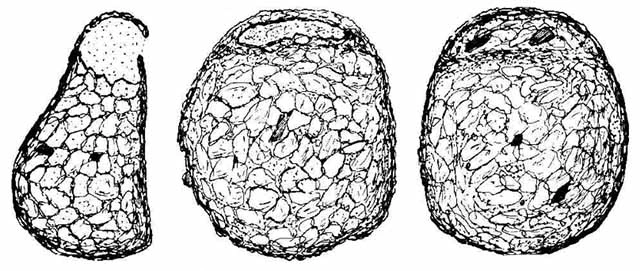 Protoplagiopyxis