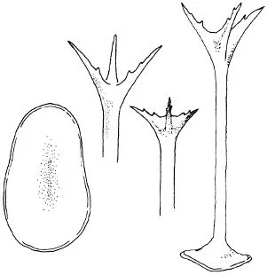 Acanthocystis takahashii