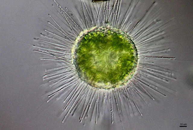 Acanthocystis turfacea