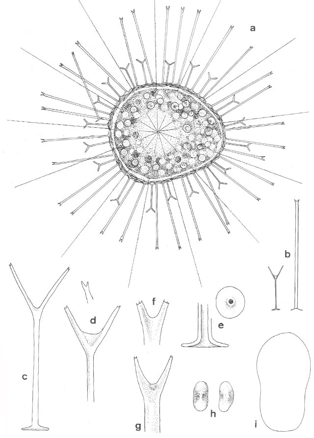 Acanthocystis turfacea - Ferry Siemensma