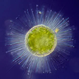 Acanthocystis turfacea